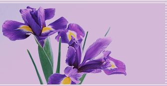 flowers delivery romania