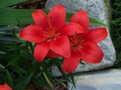 ROMANIA FLOWERS