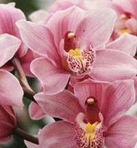 send flowers to romania